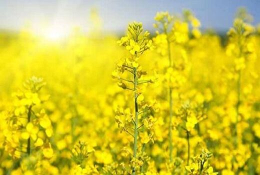 طرح تحقیقی ترویجی مقایسه عملکرد لاین‌های امیدبخش کلزای بهاره در بوشهر 