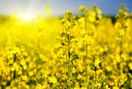 طرح تحقیقی ترویجی مقایسه عملکرد لاین‌های امیدبخش کلزای بهاره در بوشهر 