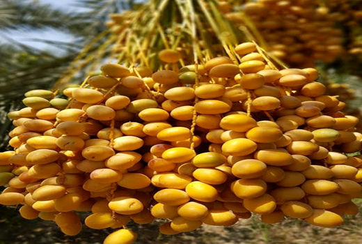 آغاز برداشت خارک؛ نخستین میوه نخلستان های استان بوشهر