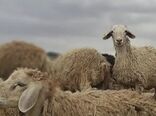 شناسایی ژن‌های سازگاری در دام‌های بومی پاسخ علمی به چالش تغییر اقلیم