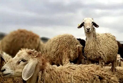 شناسایی ژن‌های سازگاری در دام‌های بومی پاسخ علمی به چالش تغییر اقلیم
