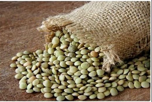 برداشت بیش از یک هزار و 200 تن عدس از مزارع دیم استان قزوین