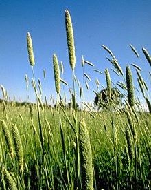 کاشت گیاه کتان برای اولین بار در مرودشت