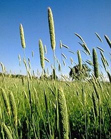 کاشت گیاه کتان برای اولین بار در مرودشت