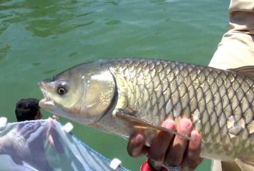 راه اندازی نخستین مزرعه مکانیزه تولید ماهیان گرم آبی کشور در ایلام