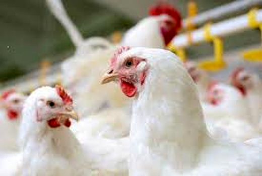 کاهش تولید مرغ با عدم تخصیص ارز دولتی برای واردات نهاده‌ها