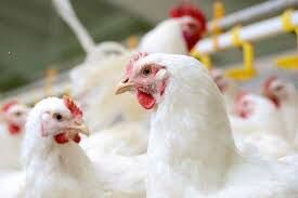 کاهش تولید مرغ با عدم تخصیص ارز دولتی برای واردات نهاده‌ها