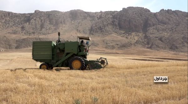 برداشت گندم در مزارع شهرستان چرداول