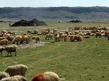 کرونا کوچ بهاره عشایر سیستان وبلوچستان را به تعویق انداخت
