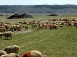 کرونا کوچ بهاره عشایر سیستان وبلوچستان را به تعویق انداخت