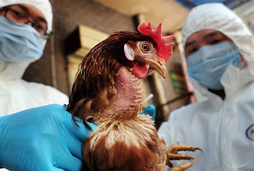 آنفلوآنزای پرندگان؛ از ویروس‌های خطرناک تا تهدیدات احتمالی برای سلامت انسان