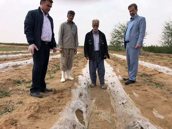 خسارت تگرگ به مزارع و باغات شهرستان اشکذر