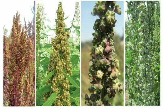 کاشت گیاه کینوا در مزارع کشاورزی شهرستان بویین زهرا
