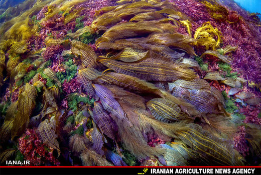 حیات‌وحش در آب‌های ژاپن 