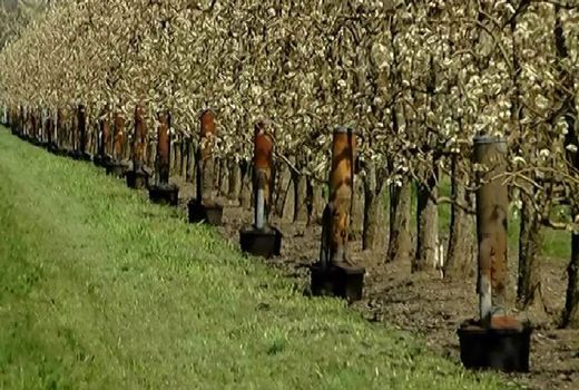 باغداران برای جلوگیری از خسارت سرمازدگی ؛ توصیه های فنی را جدی بگیرند