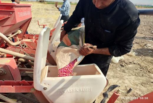 کشت مستقیم ذرت در شهرستان کازرون