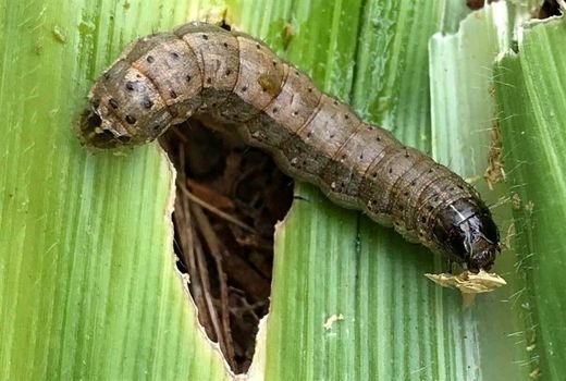 شیوع آفت کرم برگ‌خوار در مزارع استان بوشهر 