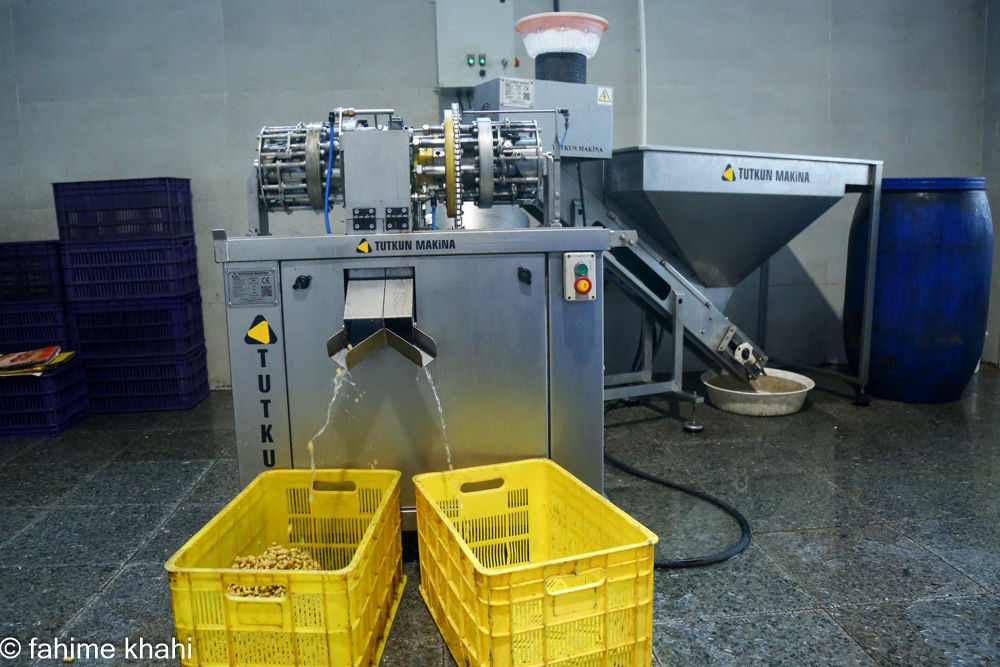 از لمس شاخه تا عصاره ی نور  