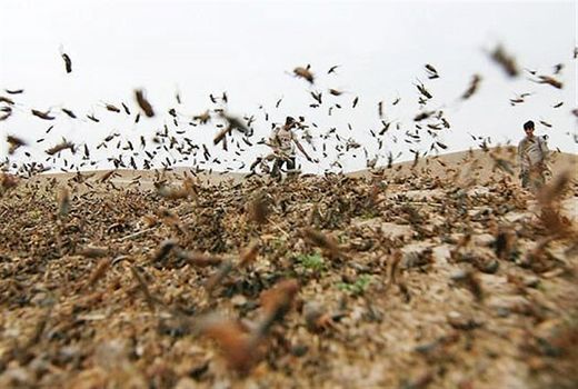 علت حمله ملخ‌ها به مزارع اصفهان/ بارندگی احتمال حمله ملخ‌ها را بیشتر می‌کند