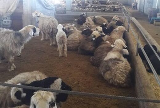 بهره‌برداری از یک واحد پرواربندی گوسفند در شهرستان کوهرنگ