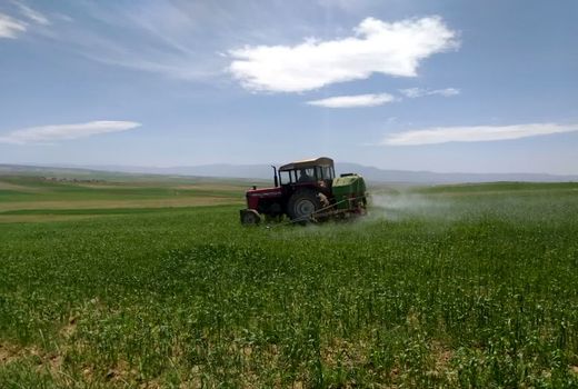 مبارزه با آفت ملخ در بیش از 8 هزار هکتار  از اراضی  کشاورزی و مراتع آذربایجان شرقی