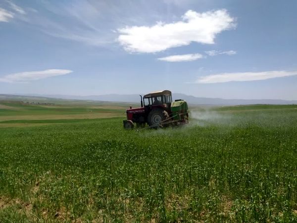مبارزه با آفت ملخ در بیش از 8 هزار هکتار از اراضی کشاورزی و مراتع آذربایجان شرقی