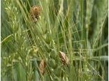 مشاهده پوره سن گندم در مزارع خراسان شمالی