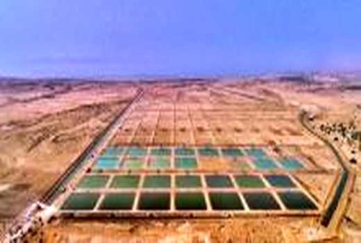  ۱۲۰۰ نفر در پرورش میگوی گناوه شاغل هستند