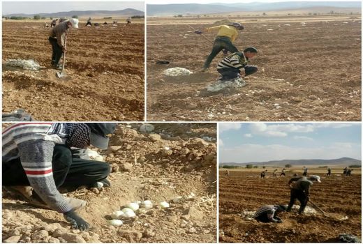 آغاز کشت پیاز بذری در روستای تومانک شهرستان بن