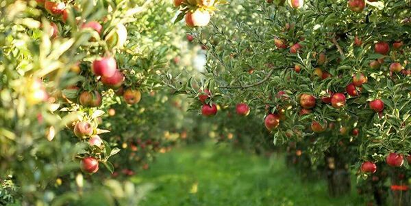 ضرورت به‌کارگیری روش‌های نوین باغداری برای مقابله با تغییرات اقلیمی
