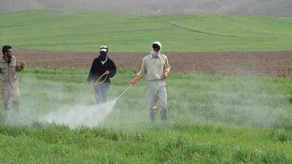 محلول پاشی مزارع طرح جهش تولید در دیم زارها در شهرستان ورزقان